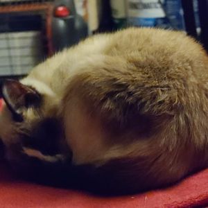 Meet your Posher, Frank